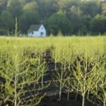 asperges na de oogst