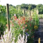 lathyrus