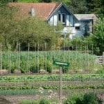 kleine tuin