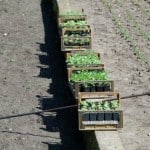 plantgoed