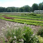 voorjaar op het land