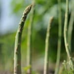 groene asperges
