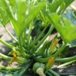 courgettes